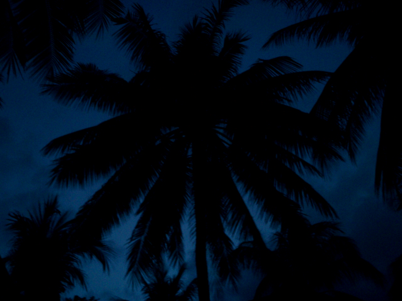 Palme Nachts