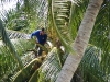 Palmen Pflege