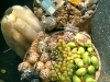 Obst