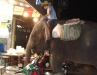 Elefant in Foodarea