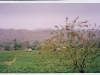 Blick über die Reisfelder