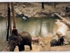 Elefant Camp